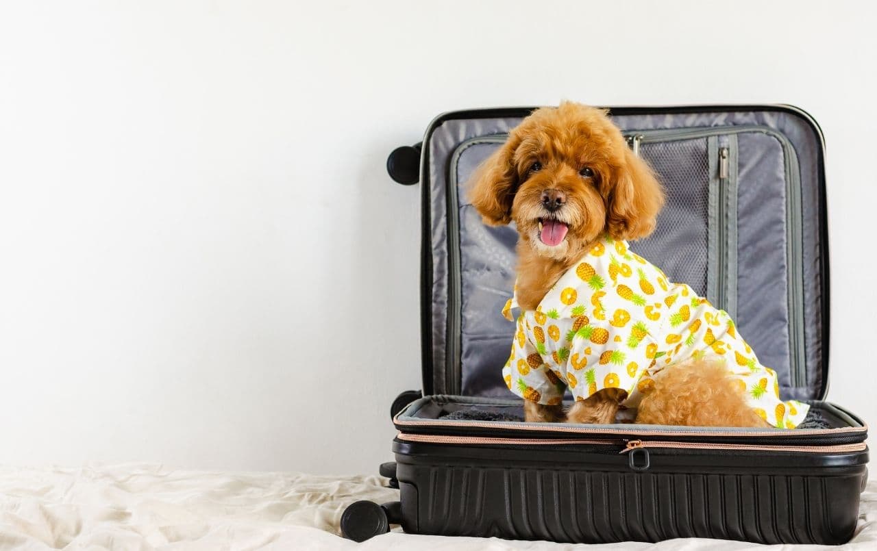 Guia de como viajar de avião para a Europa com o seu pet